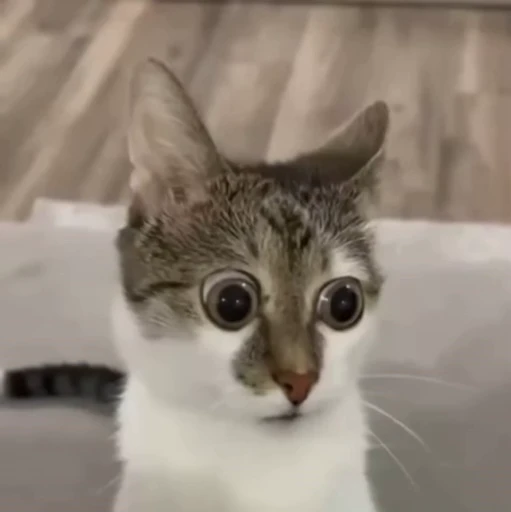 😳 Стикер «Animals memes» для Telegram
