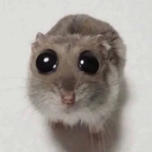 🥺 Стикер «Animals memes» для Telegram