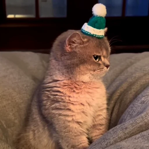 😒 Стикер «Animals memes» для Telegram