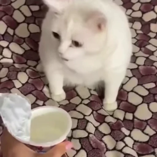 🤢 Стикер «Animals memes» для Telegram