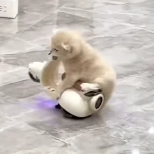 🤪 Стикер «Animals memes» для Telegram
