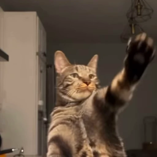🕺 Стикер «Animals memes» для Telegram