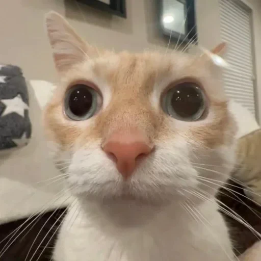 😐 Стикер «Animals memes» для Telegram