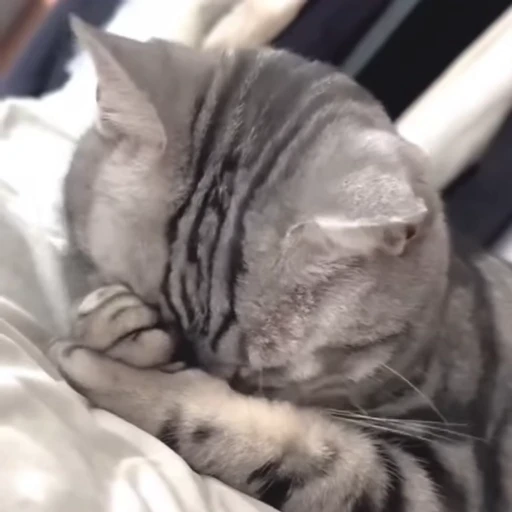 🥺 Стикер «Animals memes» для Telegram