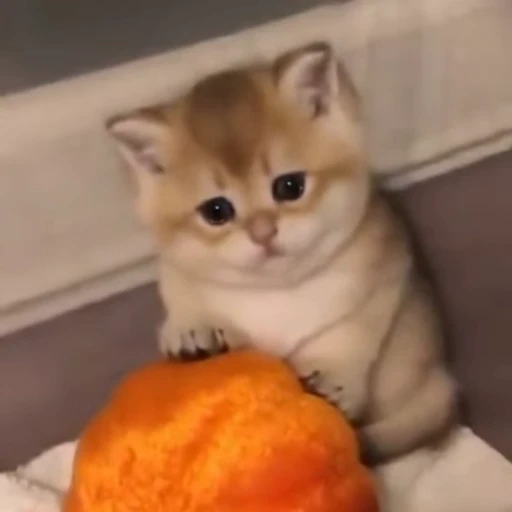 🧸 Стикер «Animals memes» для Telegram