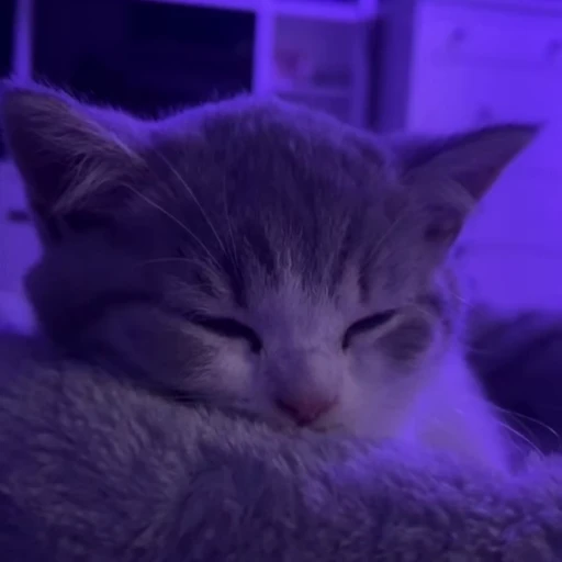 😴 Стикер «Animals memes» для Telegram