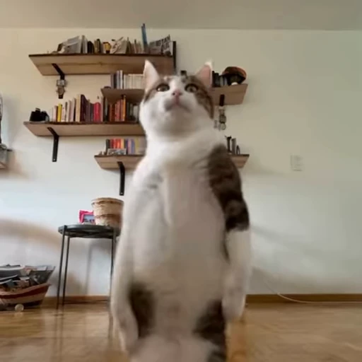 🕺 Стикер «Animals memes» для Telegram