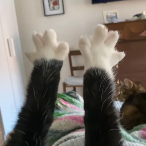 🥱 Стикер «Animals memes» для Telegram