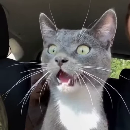 😳 Стикер «Animals memes» для Telegram