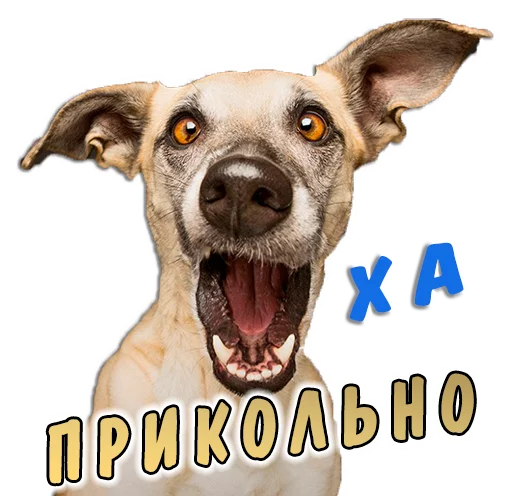 👍 Стикер «животные» для Telegram