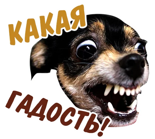 🙀 Стикер «животные» для Telegram