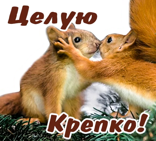 😘 Стикер «животные» для Telegram
