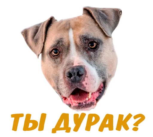 🙃 Стикер «животные» для Telegram