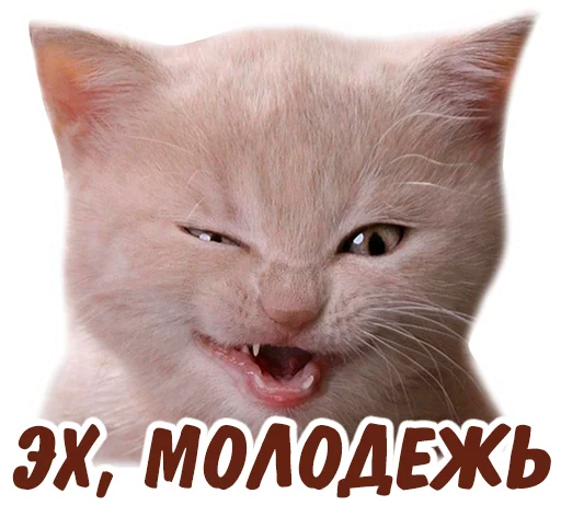 😼 Стикер «животные» для Telegram