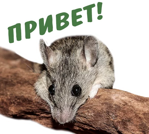 ✌ Стикер «животные» для Telegram