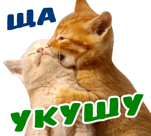😠 Стикер «животные» для Telegram