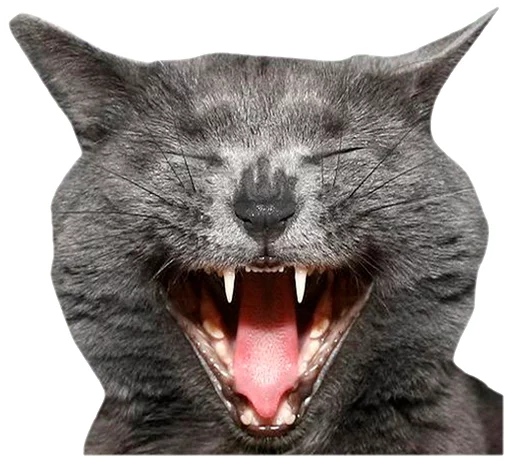 😂 Стикер «животные» для Telegram