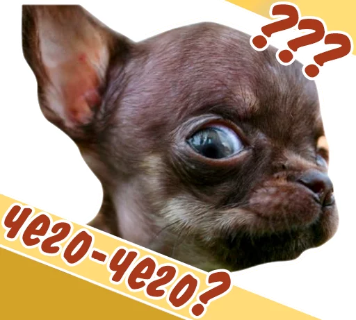 😯 Стикер «животные» для Telegram