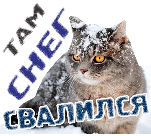 🌨 Стикер «животные» для Telegram