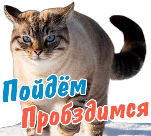 😏 Стикер «животные» для Telegram