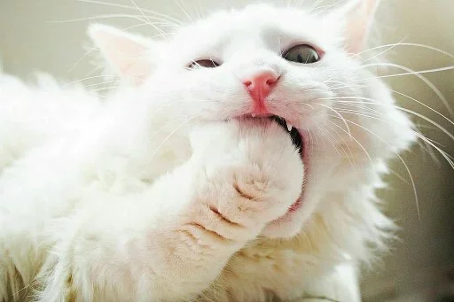 😣 Стикер «Animals Mood» для Telegram