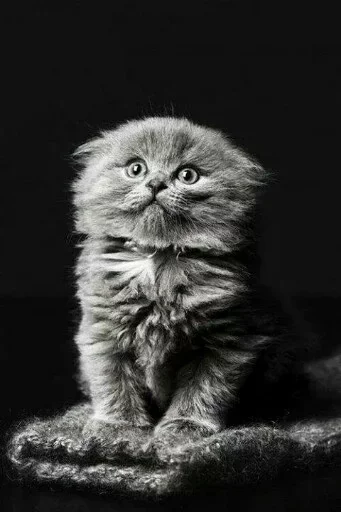 😣 Стикер «Animals Mood» для Telegram