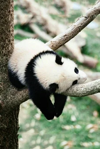😏 Стикер «Animals Mood» для Telegram