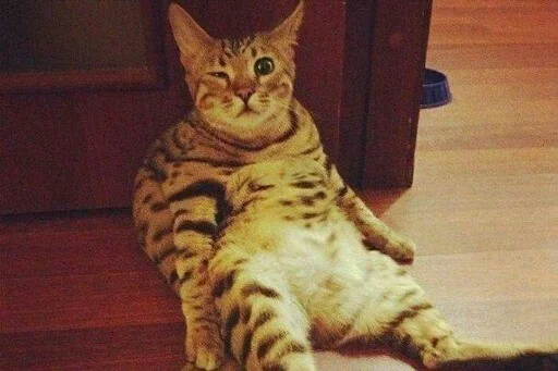 😛 Стикер «Animals Mood» для Telegram