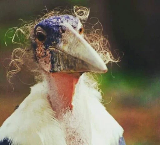 😡 Стикер «Animals Mood» для Telegram