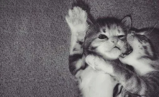 😛 Стикер «Animals Mood» для Telegram