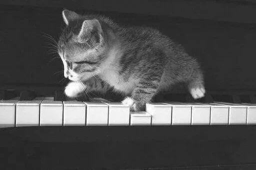 😣 Стикер «Animals Mood» для Telegram