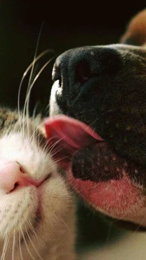 😣 Стикер «Animals Mood» для Telegram