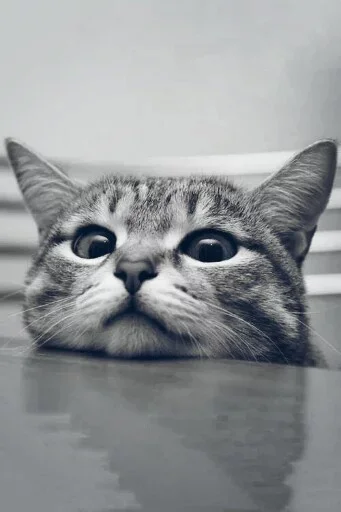 😮 Стикер «Animals Mood» для Telegram
