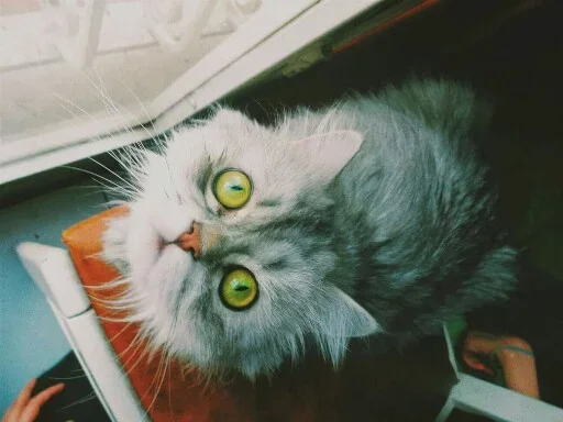 😶 Стикер «Animals Mood» для Telegram