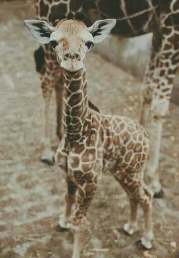 😑 Стикер «Animals Mood» для Telegram