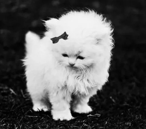 😫 Стикер «Animals Mood» для Telegram