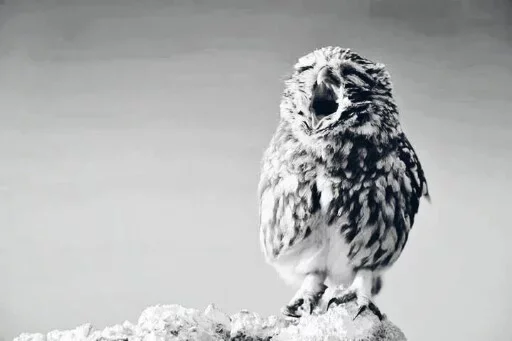 😖 Стикер «Animals Mood» для Telegram