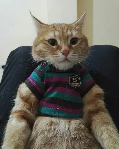 😡 Стикер «Animals Mood» для Telegram