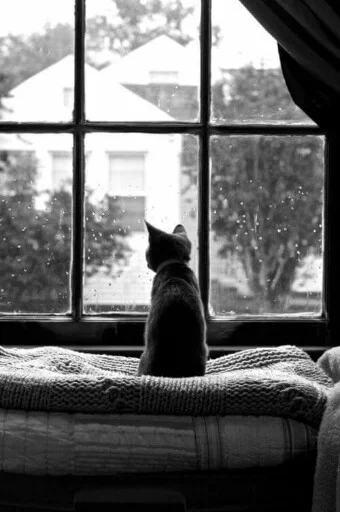 🙁 Стикер «Animals Mood» для Telegram