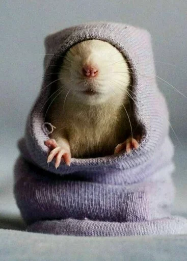😛 Стикер «Animals Mood» для Telegram