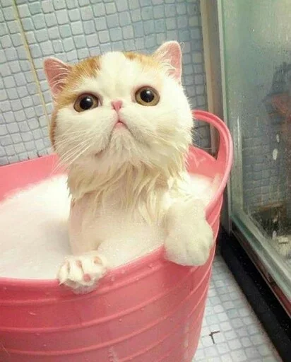 😠 Стикер «Animals Mood» для Telegram