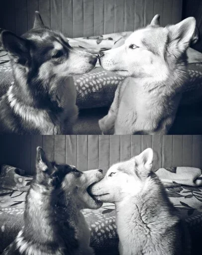 😧 Стикер «Animals Mood» для Telegram