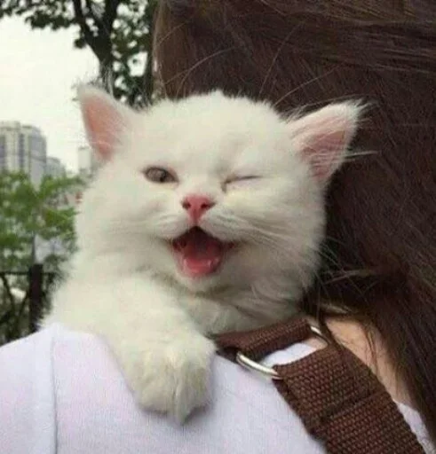 😡 Стикер «Animals Mood» для Telegram