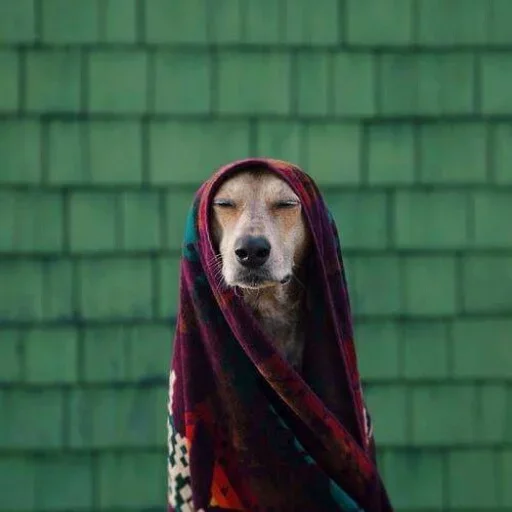 ☹️ Стикер «Animals Mood» для Telegram