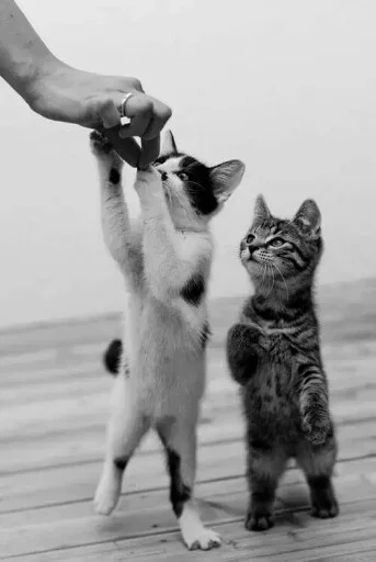 🙁 Стикер «Animals Mood» для Telegram