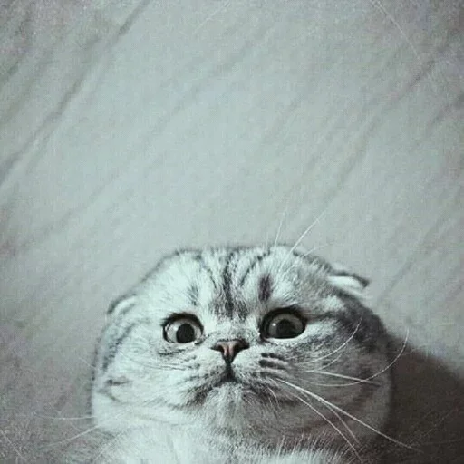 😒 Стикер «Animals Mood» для Telegram