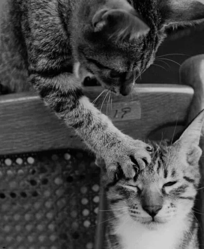 😐 Стикер «Animals Mood» для Telegram