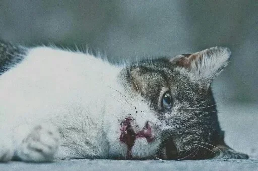 ☹️ Стикер «Animals Mood» для Telegram