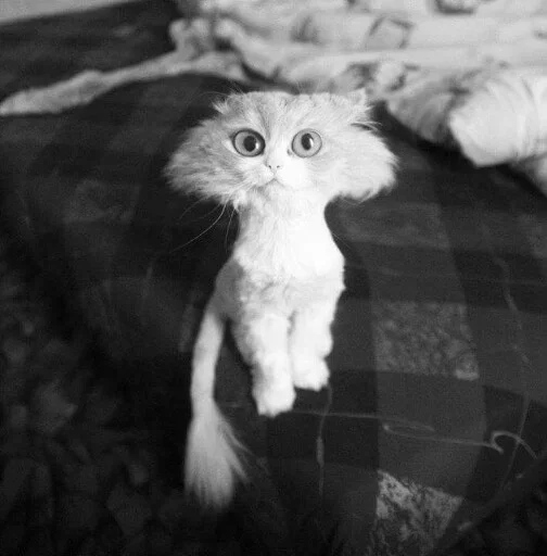 ☹️ Стикер «Animals Mood» для Telegram