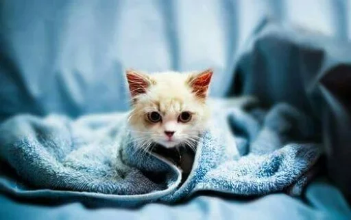 ☹️ Стикер «Animals Mood» для Telegram